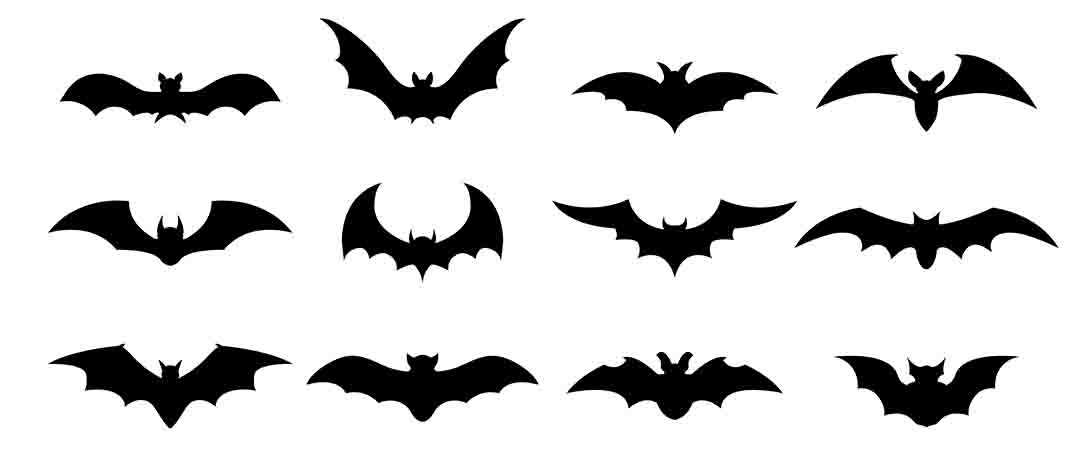 Bat